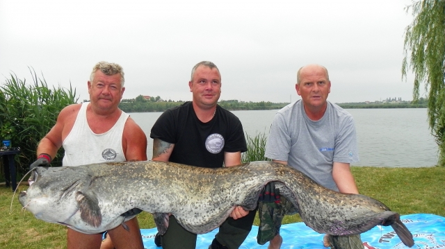 Un somn de peste 50 de kilograme, captură-record în emisiunea „Pescar hoinar” (TVR 2)