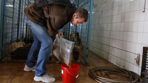 Eugen Rusu, voluntar la un adăpost de câini fără stăpân