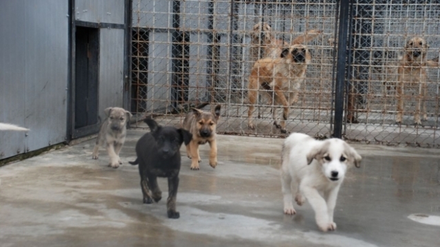 Târg de adopţie de câini fără stăpân, la Cluj-Napoca