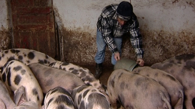 Satul: Modernizarea fermelor de porci