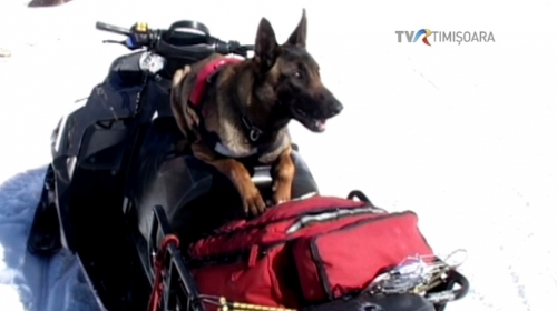 Prima unitate canină de intervenţie la avalanşă 100% românească