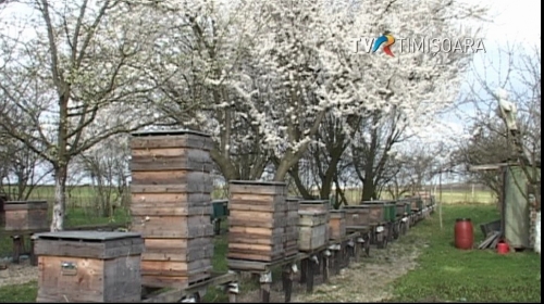20 de generaţii de apicultori într-un sat din Banat