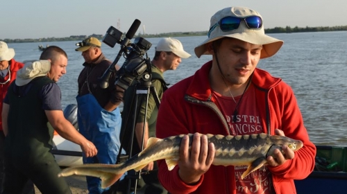La „Pescar hoinar” vă arătăm cea mai nouă campanie de salvare a peştilor Dunării