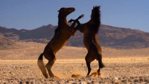 Caii namibieni şi Odiseea vulcanilor, documentare la Teleenciclopedia