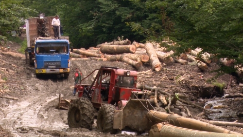 Cum dispar pădurile virgine ale României, luni la Dosar România