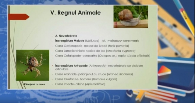 TELEȘCOALA: Biologie, a XII-a, varietatea vieții, clasificare organisme vii | VIDEO