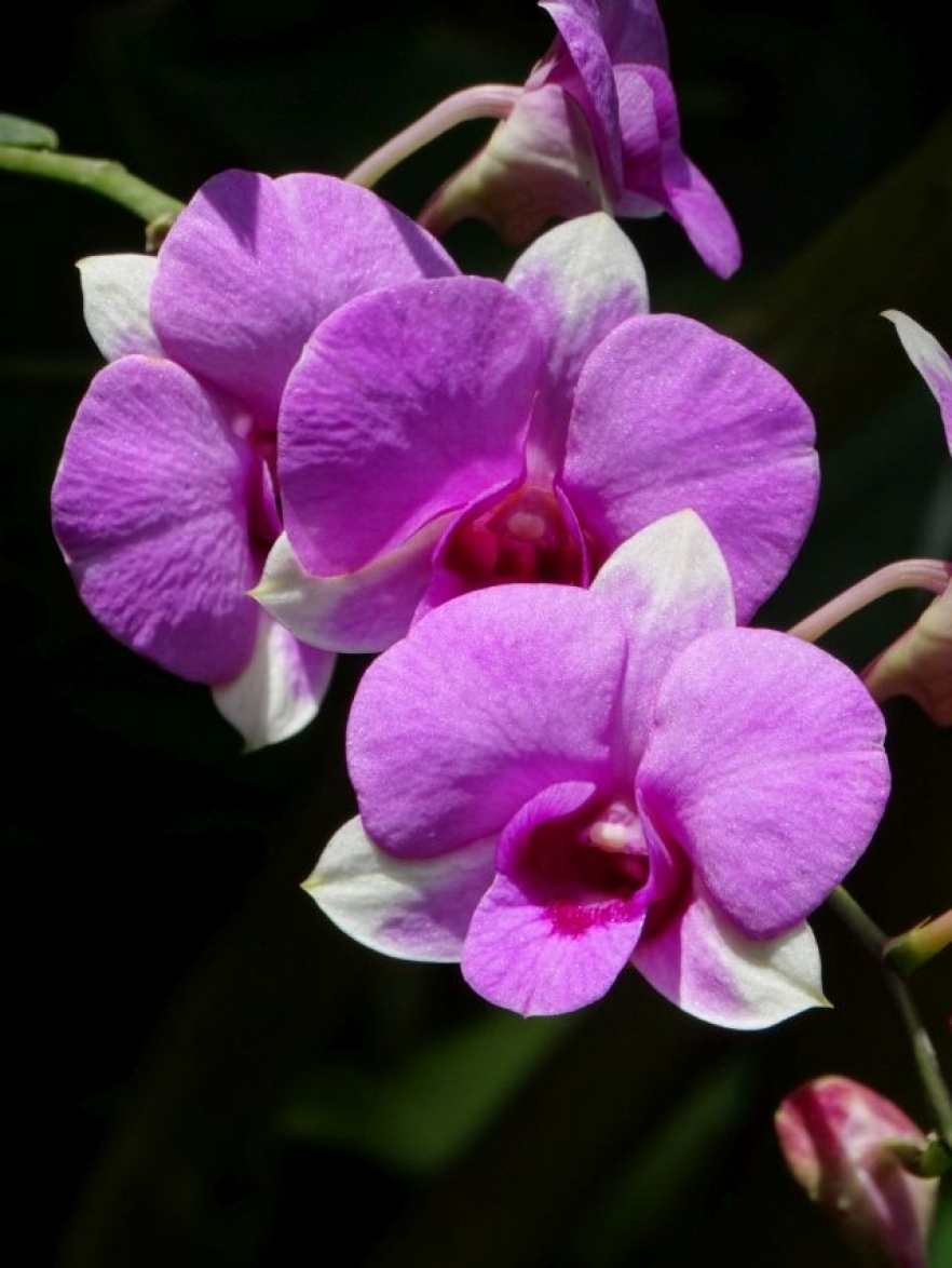 (w882) orhidee
