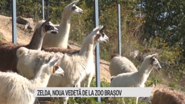 Zelda, noua vedetă de la Zoo Brașov | VIDEO