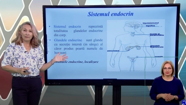 TELEȘCOALA: Biologie, a XII-a, Anatomie umană - Sistemul endocrin | VIDEO