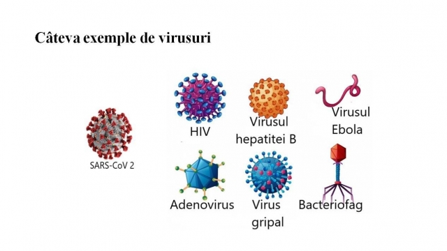 TELEȘCOALA: Biologie, a XII-a - Organizarea materialului genetic la virusuri| VIDEO