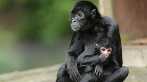 Teleenciclopedia: Lumea maimuțelor-păianjen | VIDEO