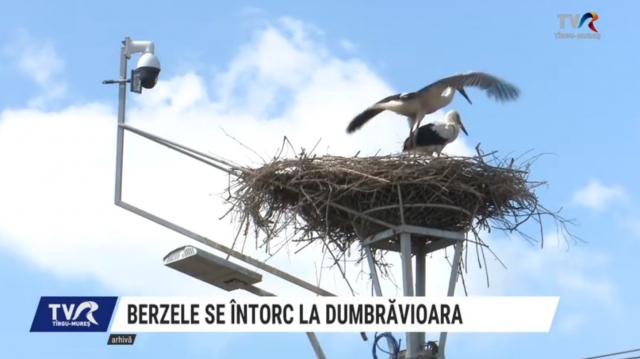 Berzele se întorc la Dumbravioara | VIDEO