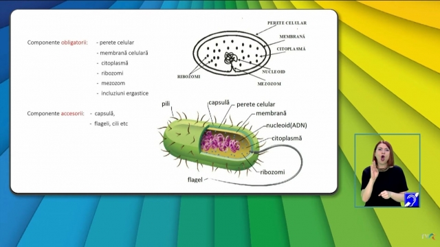 TELEȘCOALA: Biologie, a XII-a - Celula: structură, ultrastructură și rolul componentelor celulei | VIDEO
