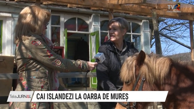 Cai islandezi la Oarba de Mureș | VIDEO