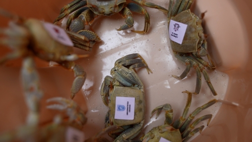 Crabii-fantomă intră în arenă la „Microbist de România”! | VIDEO