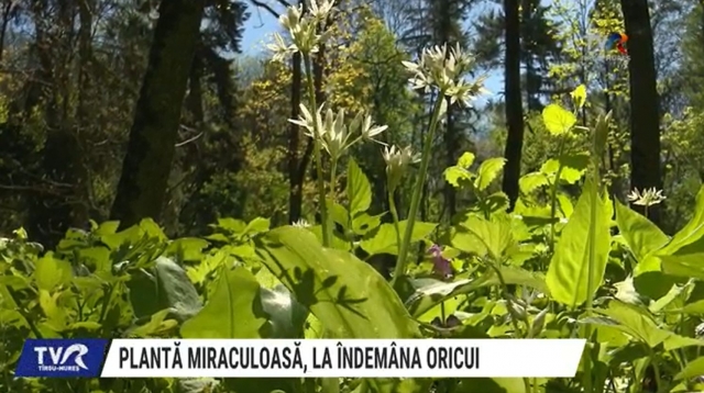 Plantă miraculoasă, la îndemâna oricui | VIDEO