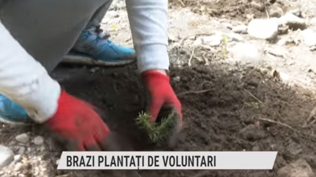 Brazi plantați de voluntari | VIDEO