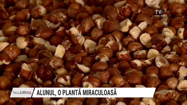 Alunul, o plantă miraculoasă | VIDEO