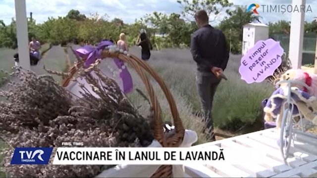 Vaccinare în lanul de lavandă | VIDEO