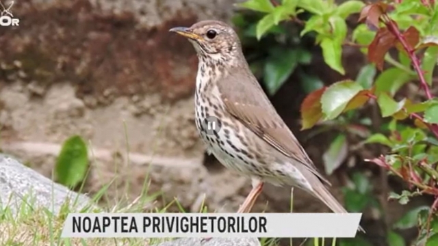 Noaptea privighetorilor | VIDEO