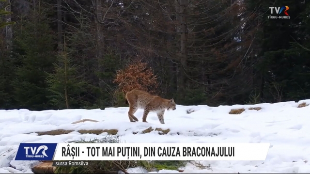 Râșii - tot mai puțini, din cauza braconajului | VIDEO