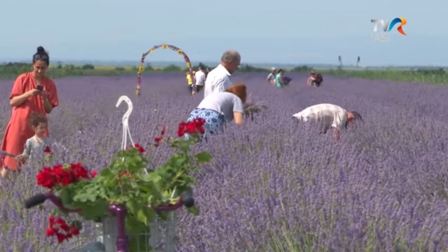 Lavanda, pasiune aromată | VIDEO