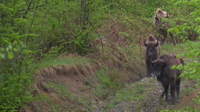 Zimbrii de la Armeniș: Ecosistem refăcut și turism sustenabil| VIDEO