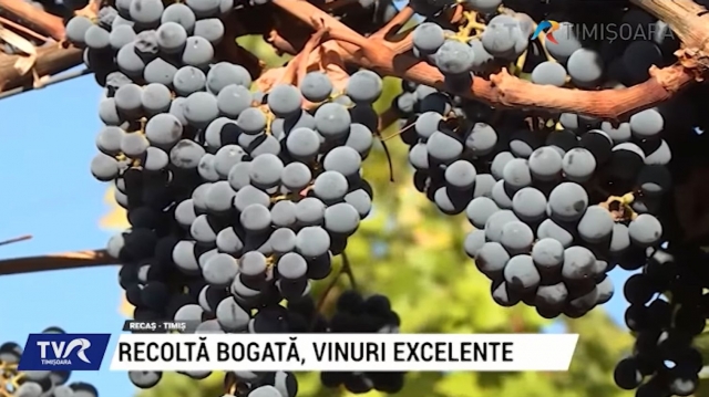 Recolta bogată, vinuri excelente | VIDEO