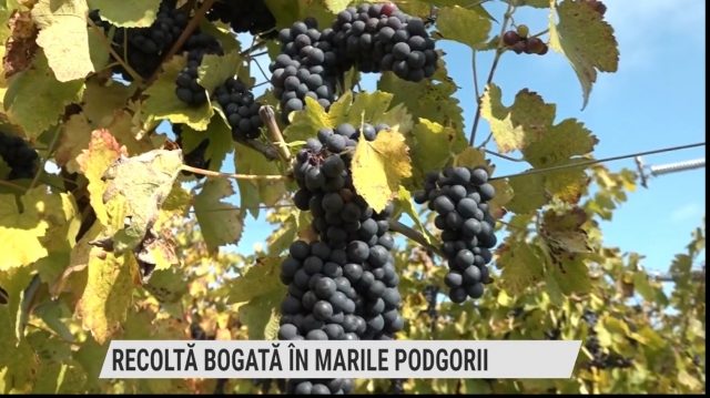 Recoltă bogată în marile podgorii | VIDEO