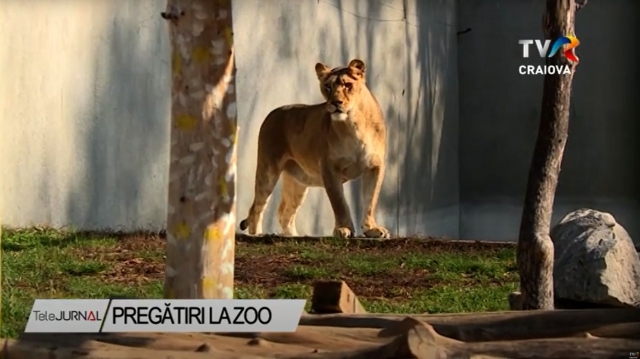 Pregătiri pentru ZOO | VIDEO