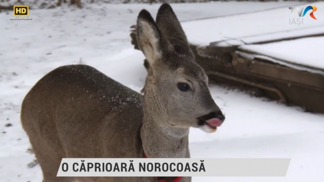 O căprioară norocoasă | VIDEO