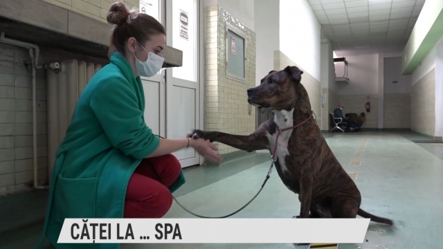 Căței... la SPA | VIDEO