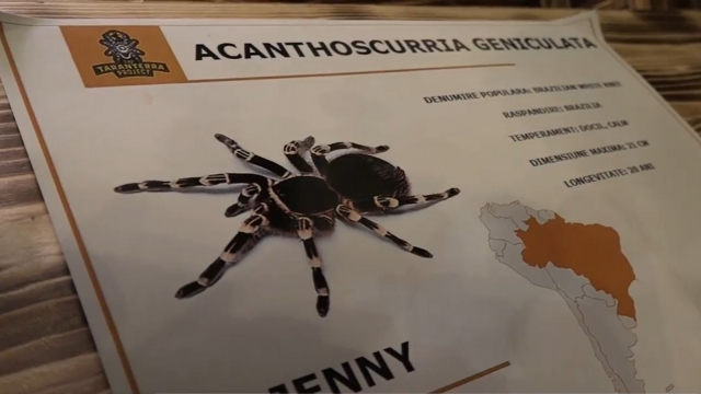 În lumea misterioaselor tarantule | VIDEO