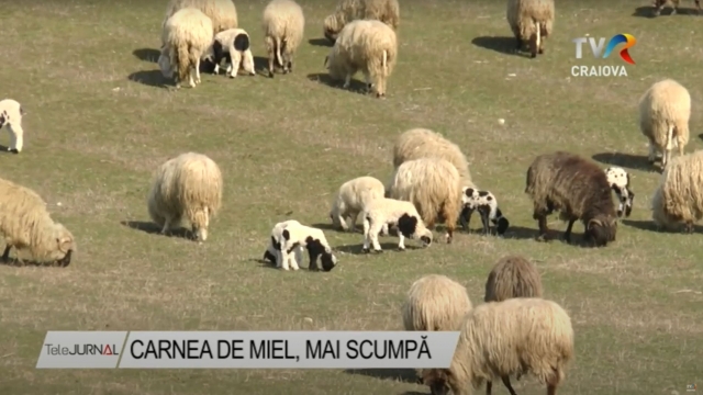 Carnea de miel, mai scumpă ca niciodată | VIDEO
