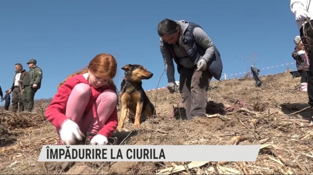 Împădurire la Ciurila | VIDEO