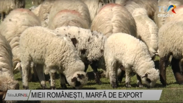 Mieii românești, marfă de export | VIDEO