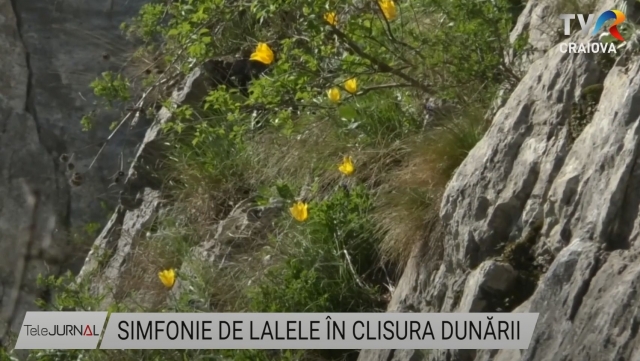 Simfonie de lalele în Clisura Dunării | VIDEO