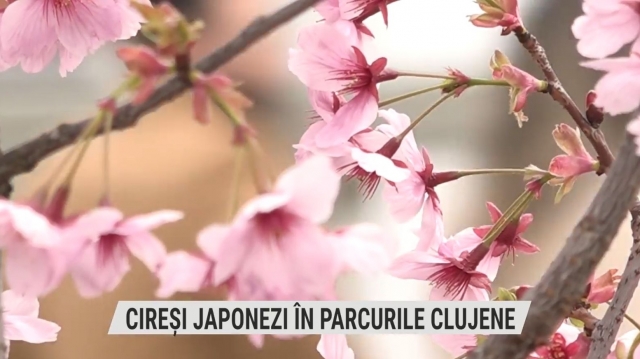 Cireși japonezi în parcurile clujene | VIDEO