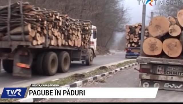 Pagube în păduri | VIDEO
