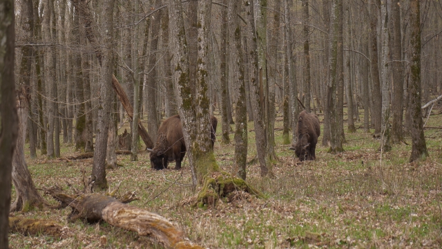 Ţinutul Zimbrului, izvorul Slatina şi Humuleşti, unicate „Exclusiv în România” 