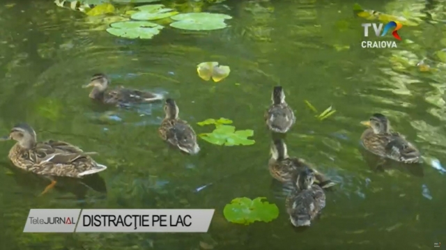 Distracție pe lac | VIDEO