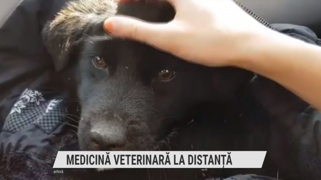 Medicină veterinară la distanță | VIDEO