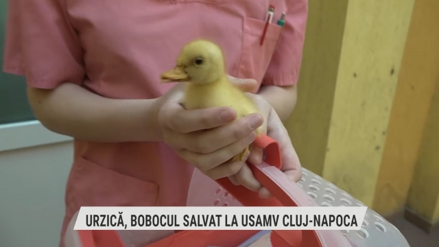 Urzică, bobocul salvat la USAMV Cluj-Napoca | VIDEO