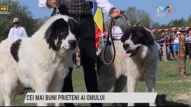 Cei mai buni prieteni ai omului | VIDEO