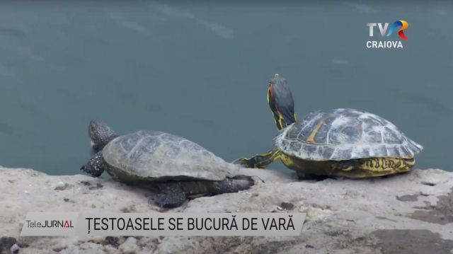 Țestoasele se bucură de vară | VIDEO