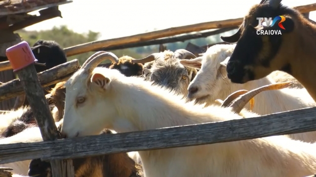Satul meu. Despre agricultură, fermieri și noutăți în domeniu | VIDEO