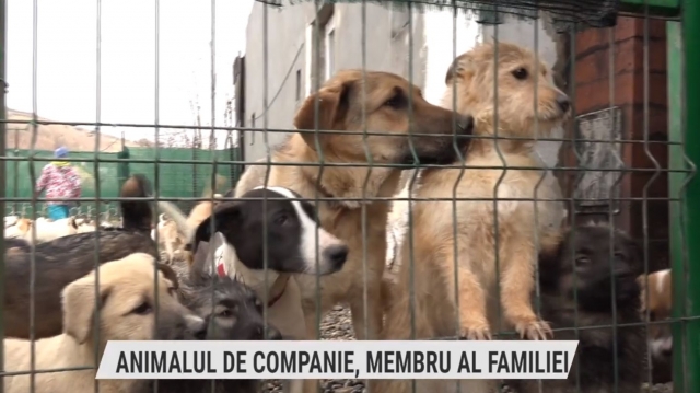 Animalul de companie, membru al familiei | VIDEO
