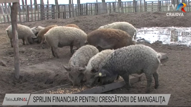 Sprijin financiar pentru crescătorii de Mangaliţa | VIDEO