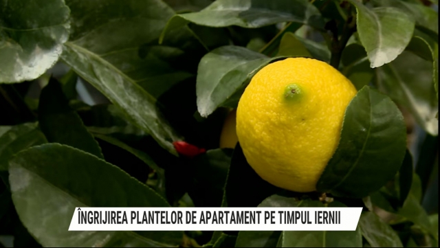 Îngrijirea plantelor de apartament pe timpul iernii | VIDEO