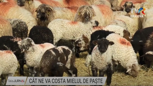 Cât ne va costa mielul de Paște | VIDEO